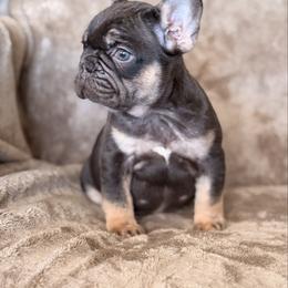 Cocoa and Tan Girl - Tricolors female French Bulldog puppy in Harmony, North Carolina from Schuster Haus
