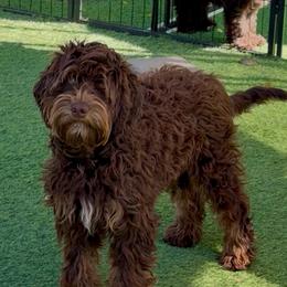 Frida - Chocolate female Australian Labradoodle puppy in Anderson, California from Shaggy Doodles