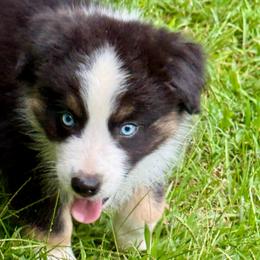 Harry - Black tri male Miniature Australian Shepherd puppy in Patterson, North Carolina from DreamLine Aussies