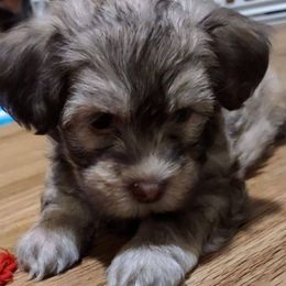 Havanese from Havanese, Yes Please