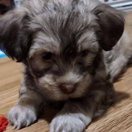 Havanese from Havanese, Yes Please