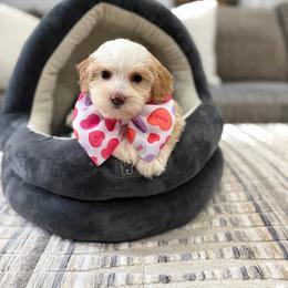 Starburst - Caramel red female Australian Labradoodle puppy in Calhoun, Louisiana from Arrowhead Australian Labradoodles