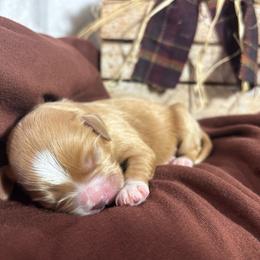 Wisconsin - Red male Cavapoo puppy in Carmichaels, Pennsylvania from Honey & Lemon Royalty