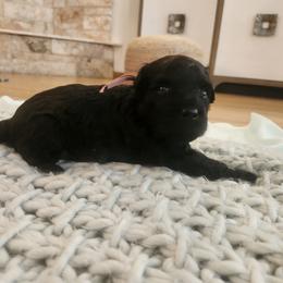 Ms Pink - Black female Pumi puppy in Albuquerque, New Mexico from Marylynn's Pumis