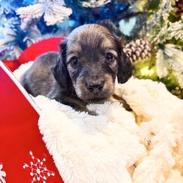 Tater 3500 - Cream male Dachshund puppy in Sylvania, Alabama from Yancey’s Doxies