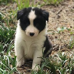 Dartmouth - Black and white male Border Collie puppy in Watkinsville, Georgia from Solaras Border Collies