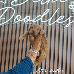 Female 1 - Red female Bernedoodle puppy in Clovis, California from Delta Doodless
