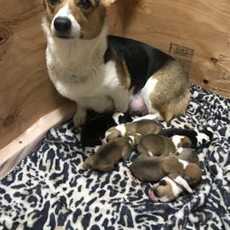 Pembroke Welsh Corgi Puppies from Hammon Pembroke Welsh Corgis
