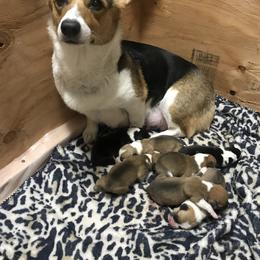 Pembroke Welsh Corgi Puppies from Hammon Pembroke Welsh Corgis