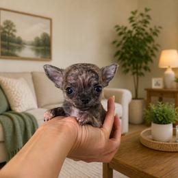Tiger boy 2 - Chocolate brindled fawn male Chihuahua puppy in Miami, Florida from Natalias Tiny Puppies