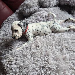 Phantom (LUA) - White and black male Dalmatian puppy in Salem, Missouri from Paradise Spots Dalmatians