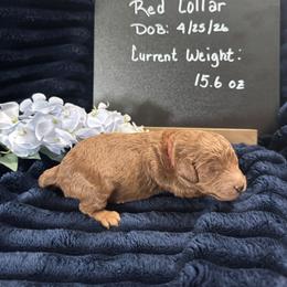 Poodle puppies from Serendipity Miniature Apricot Poodles
