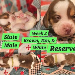 Slate-Green-Male - Brown white and tan male Beagle puppy in Bemidji, Minnesota from Nse Farms Beagles