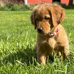 Golden Retrievers from Oak Bottom Retrievers