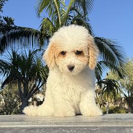 Girl 1 - Parti female Poodle puppy in San Diego, California from Goldendoodles & Poodles of San Diego