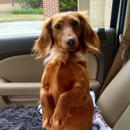 Ava Jane  - Dachshund