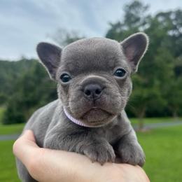 Josie - Blue female French Bulldog puppy in Salisbury, Maryland from 77 Frenchies Maryland