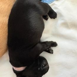 Girl 5 - female Labrador Retriever puppy in Silverthorne, Colorado from Bahrking Heights Labradors
