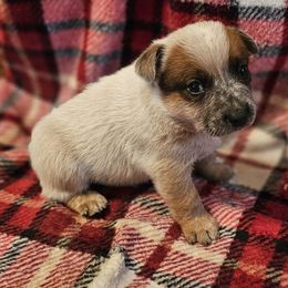 Tenderheart - Red mottled male Australian Cattle Dog puppy in Sneedville, Tennessee from JoAnn's Australian Cattle Dogs