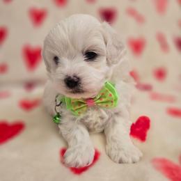 Olaf - White male Maltipoo puppy in Sahuarita, Arizona from Cowgirl's Legacy Maltipoos