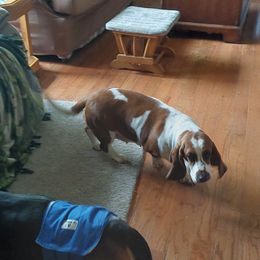 Basset Hound Puppies from Out Law Hounds Den