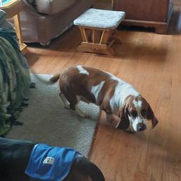 Basset Hound Puppies from Out Law Hounds Den