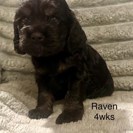 Raven - Black and tan female Cocker Spaniel puppy in Sumter, South Carolina from Cocker Eclipse In Home Kennel