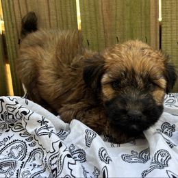 Spooky - Wheaten female Soft Coated Wheaten Terrier puppy in Gladewater, Texas from Felicias Swheaties