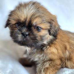 Lightening McQueen - Red male Shih Tzu puppy in Jenks, Oklahoma from Noble Shih Tzu