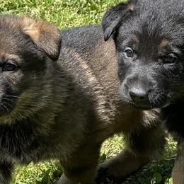 German Shepherds from Vom Clark’s German Shepherds