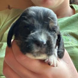 Female 3 - Black and white female Basset Hound puppy in Lindley, New York from Hill Top Basset Hounds & Cane Corso