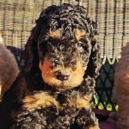 Goldendoodle Puppies from Gallimore Doodles