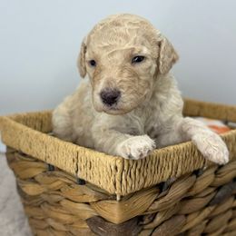 Banana cream - White male Sheepadoodle puppy in Greeneville, Tennessee from Smokey Mountain Sheepadoodles