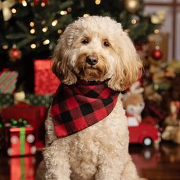 Jasmine - Goldendoodle