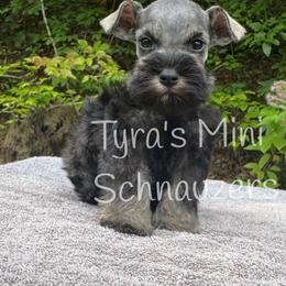 Boy 2 - Salt and pepper male Miniature Schnauzer puppy in Kentucky from Tyra's Mini Schnauzers
