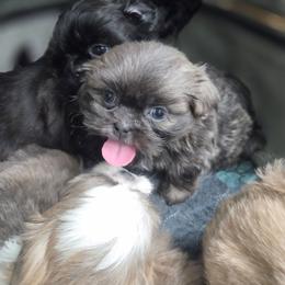 Sterling - Blue male Shih Tzu puppy in Waynesboro, Pennsylvania from Big Win Shih Tzus