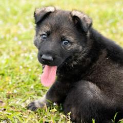 German Shepherd Puppies from Reign Land