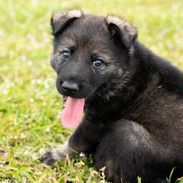 German Shepherd Puppies from Reign Land