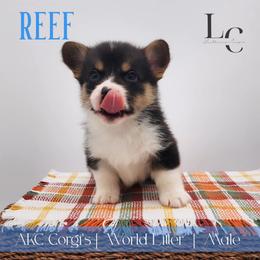 Reef - Black and tan male Pembroke Welsh Corgi puppy in Pine Village, Indiana from NL Horsemanship