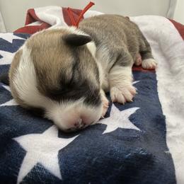 Red Boy 1 - Red male Pembroke Welsh Corgi puppy in Barling, Arkansas from Soaring Eagle Corgis