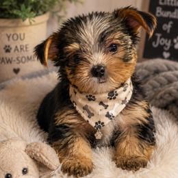 Traditional white stripe on head - Black and tan male Yorkshire Terrier puppy in Ohio from Britt n Cindys Yorkshire Terriers