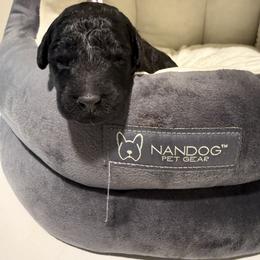 Pink Collar - Black female Goldendoodle puppy in Portland, Tennessee from Happy_Tails_by_TJ