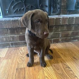 Black Boy - Brown male Chesapeake Bay Retriever puppy in Dallas, Texas from Cedar Ridge Chessies