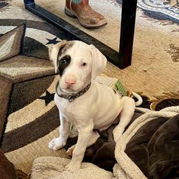 Boy 1 - Blue merle male Catahoula Leopard Dog puppy in Peyton, Colorado from Gunslinger Catahoulas