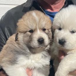 Anatolian Pyrenees from Daisy's Dog House