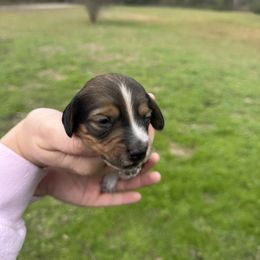 Aeidon - Piebald male Dachshund puppy in Troup, Texas from East Texas Dachshunds