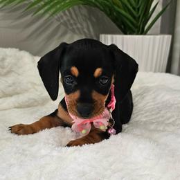 Greta - Black and tan female Dachshund puppy in Utica, Ohio from Poodle Me Crazy