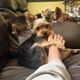Lulu - Yorkshire Terrier