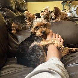 Lulu - Yorkshire Terrier