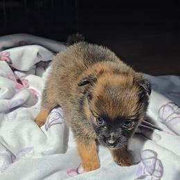 Drizella - Beaver sable female Pomeranian puppy in Newport News, Virginia from Itty Bitty Poms